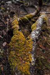 moss on tree