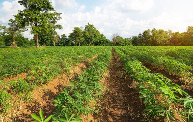 Cassava plantation Northeast of Thailand,  plantation cassava green scenery wide,  Cassava plantation farming.