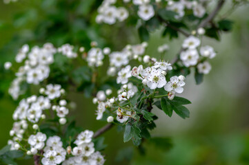 Crataegus laevigata white flowering branches, beautiful wild tree in bloom