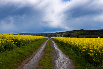 Fototapeta na wymiar Landscape, dirt road through a blooming rapeseed field after heavy rain, sky with retreating rain front and cirrus clouds..