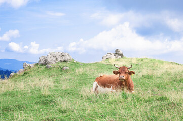 happy brown alpine cows are resting under the spring sun on a green lawn by the authentic slovenian village