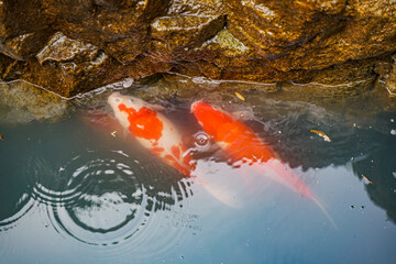 Carp koi on the shore on a rainy day