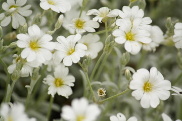Close-up of pretty white cerastium tomentosum flowers in late spring. Also known as Snow-in-Summer.