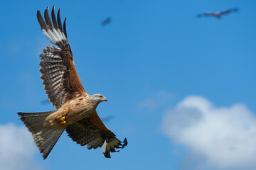 Red Kite (Milvus milvus) flying against a blue sky dotted with clouds. 