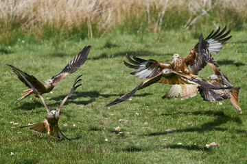 Red Kite (Milvus milvus) flying low to pick up food at Gigrin Farm in Wales, United Kingdom.  
