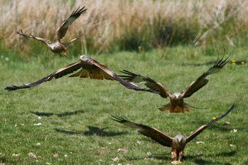 Red Kite (Milvus milvus) flying low to pick up food at Gigrin Farm in Wales, United Kingdom.  