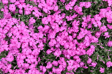 Fototapeta premium Plant with small pink flowers in the garden in spring