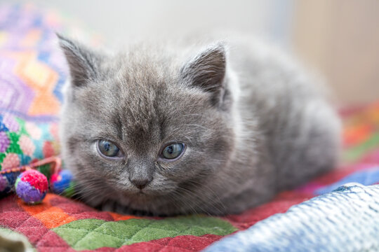 Close-up of a cute blue cat gray british short pet shorthair kitten