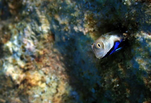Small coral fish from the family Blennidae, its scientific name is Lance blenny (Aspidontus dussumieri),