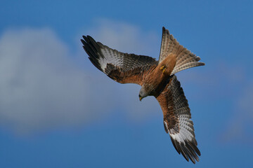 Red Kite (Milvus milvus) flying against a blue sky dotted with clouds. 