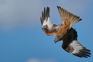 Red Kite (Milvus milvus) flying against a blue sky dotted with clouds. 