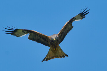 Fototapeta premium Red Kite (Milvus milvus) flying against a blue sky dotted with clouds. 