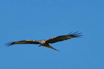 Red Kite (Milvus milvus) flying against a blue sky dotted with clouds. 