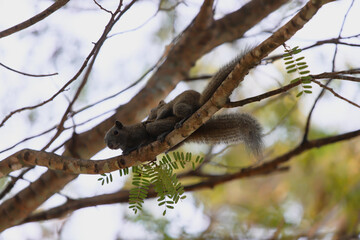 Squirrel (Callosciurus erythraeus), Multiple mammal on branch