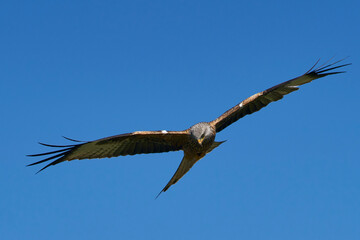 Fototapeta na wymiar Red Kite (Milvus milvus) flying against a blue sky dotted with clouds. 