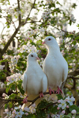 Two white doves with love. Valentine and Sweetest day concept. Couple of pigeons bird on the tree with background of blossom gardens.Love end familly concept.Couple of lover bird. together concept. 
