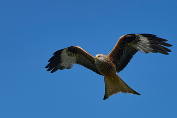 Red Kite (Milvus milvus) flying against a blue sky dotted with clouds. 