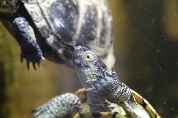 Fototapeta na wymiar Schildkröte unter Wasser