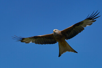 Red Kite (Milvus milvus) flying against a blue sky dotted with clouds. 