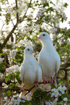 pigeons love wallpaper