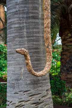 Singapore - May 2021: The driftwood snake sculpture at the Flower Dome, Gardens by the Bay.