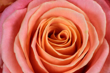 Fototapeta na wymiar Floral holiday card with beautiful rose