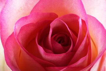Fototapeta na wymiar Floral holiday card with beautiful rose