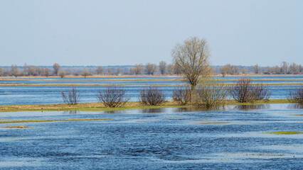 Flooded trees during a period of high water. Trees in water. Landscape with spring flooding of Pripyat River near Turov, Belarus.