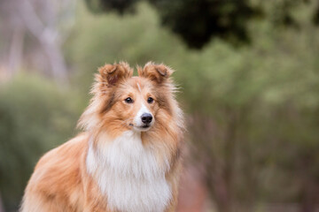 shetland sheepdog sheltie in the forest
