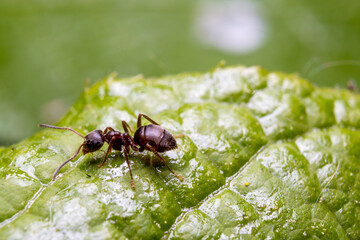 Ant on on a green leaf. Macro photography of insects.