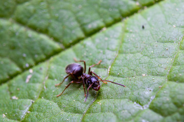 Ant on on a green leaf. Macro photography of insects.