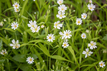 White spring wildflowers. A bright blooming field.