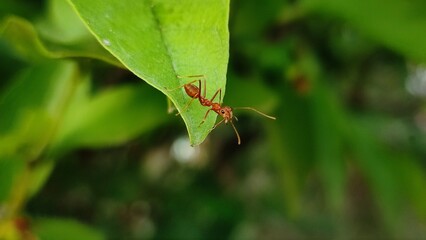 red ant on leaf