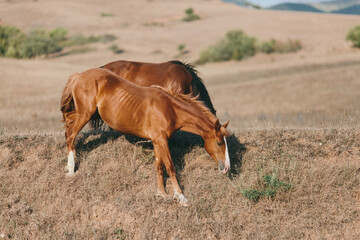 Domestic horses on a field 