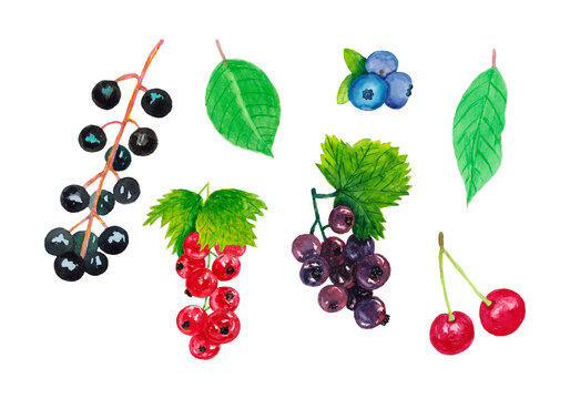 Set with berries. Currant, cherry, blueberry, bird cherry and leaves isolated on a white background. The illustration is hand-drawn in watercolour.