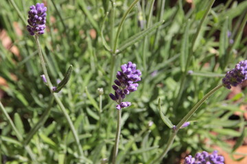 Lavendel