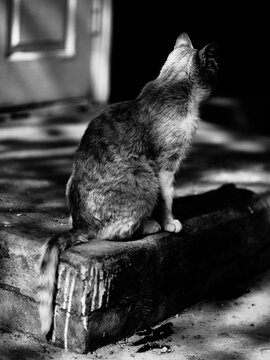 Cat near the house, black white photo