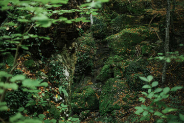 Damaged mixed green forest in Crimea