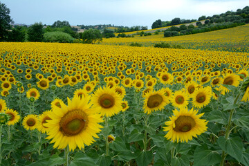 Sunflowers in a field of Recanati city of Giacomo Leopardi in the Marche which is a beautiful region in the center of Italy.