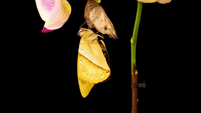 Prepona butterfly, birth, birth, time lapse on black background