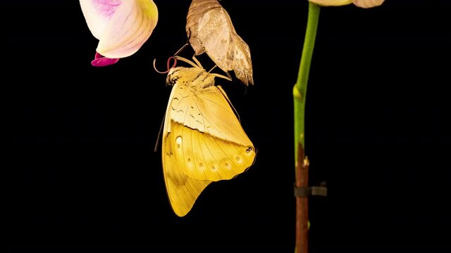 Prepona butterfly, birth, birth, time lapse on black background