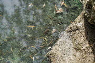 Fototapeta premium Small fish in pond, carp, grass carp, underwater, underwater