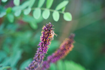 Bees on Amorpha acacia nectar-gathering insects