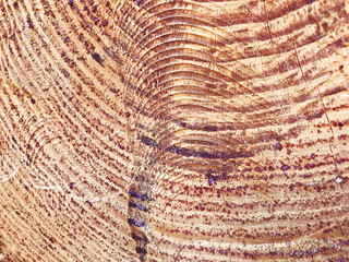 Stump of Tree Felled  with Annual Rings Background 