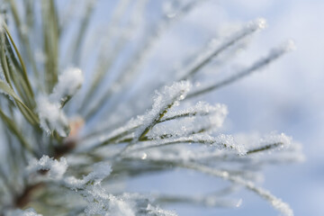 background tree frozen in ice
