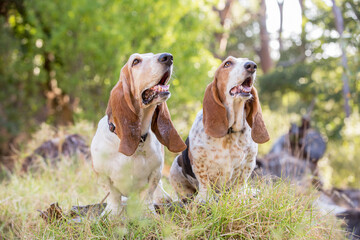 two basset hound in the forest