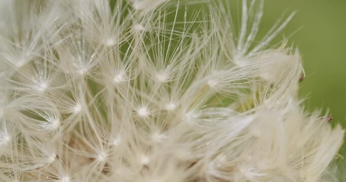 Macro shot of a dandelion flower on a field. Flower moving slowly in the wind.