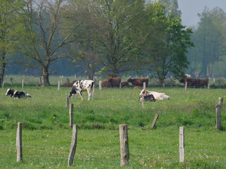 Naklejka premium Kühe auf der Weide im Münsterland