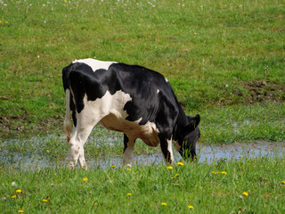 Kühe auf der Weide im Münsterland