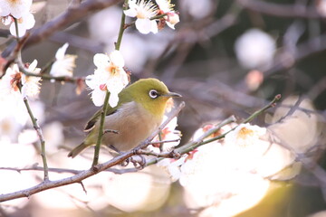 robin on branch